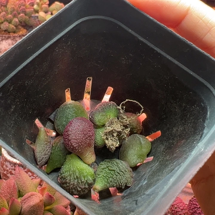 ****～                 送。