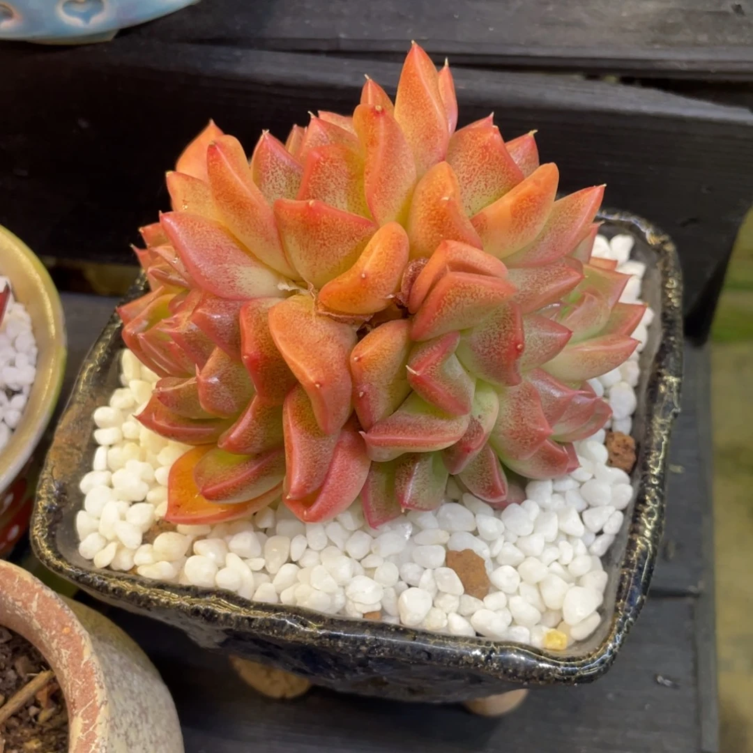 多肉植物盆栽多肉