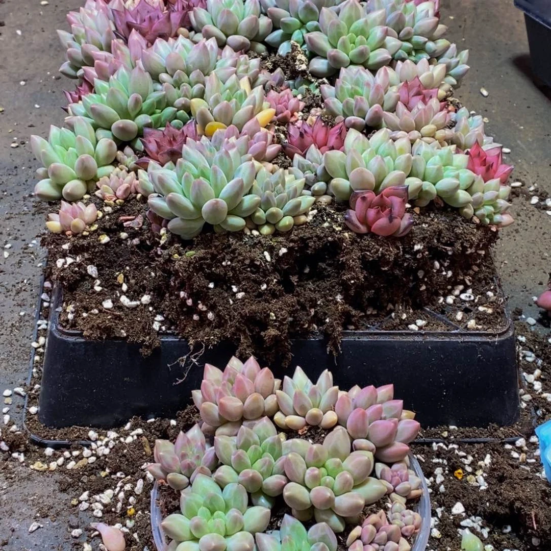 074多肉植物量拍一盒保底10颗