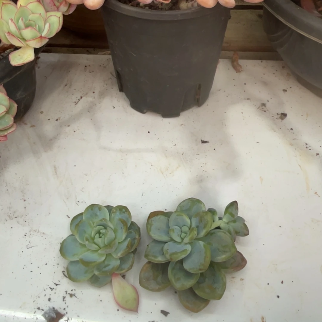 燕***姐十级福利整桩无砍