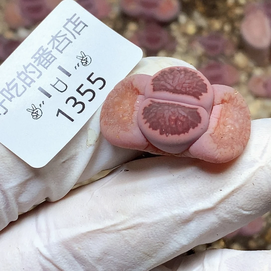 歪****r1355。零下拍保温。