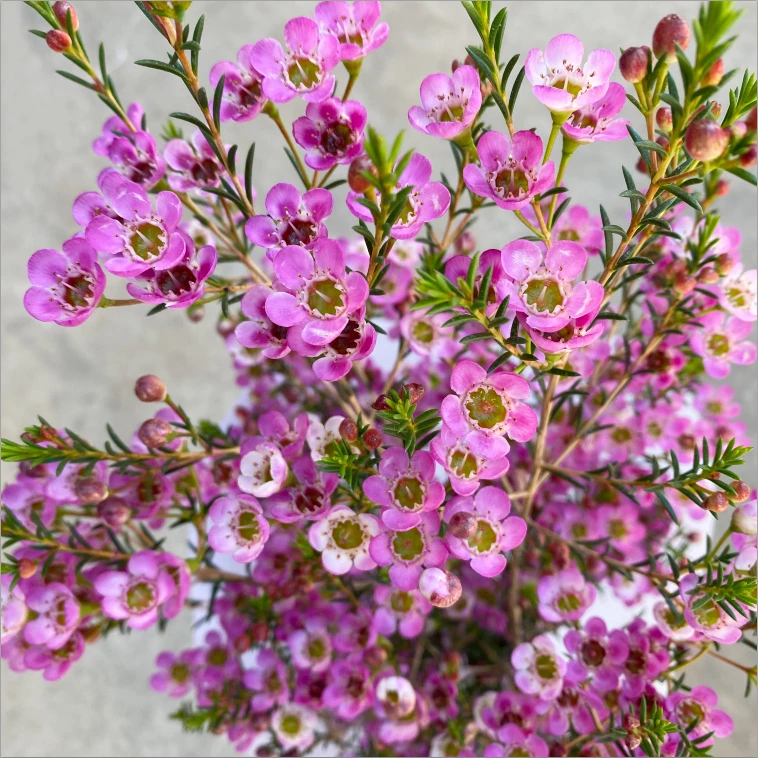 【买一送一】澳洲腊梅鲜花年宵花卉冬季耐寒客厅水养云南基地直发