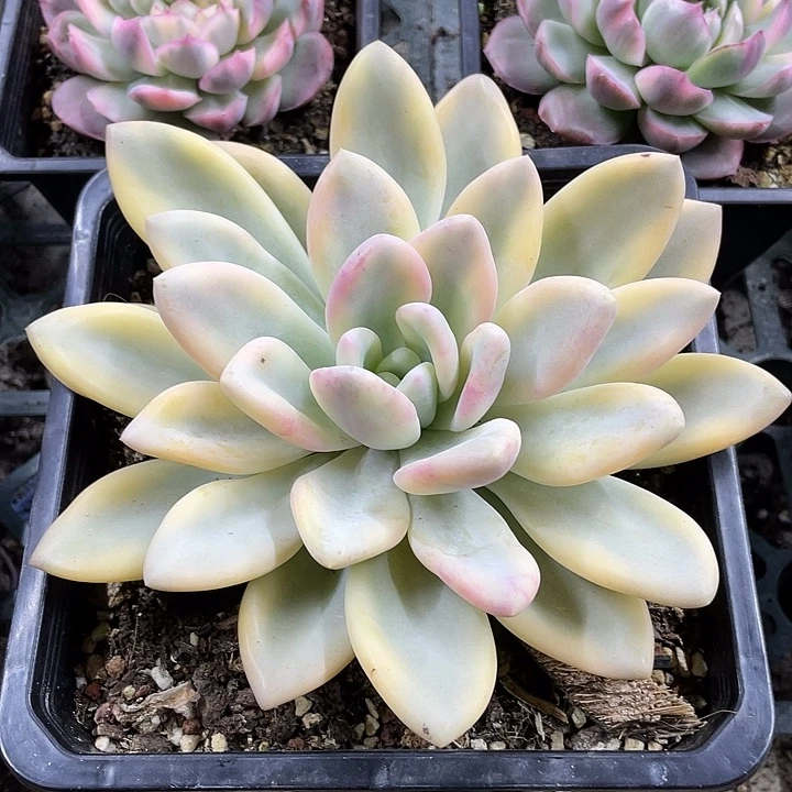 彩色奥普锦一物一拍