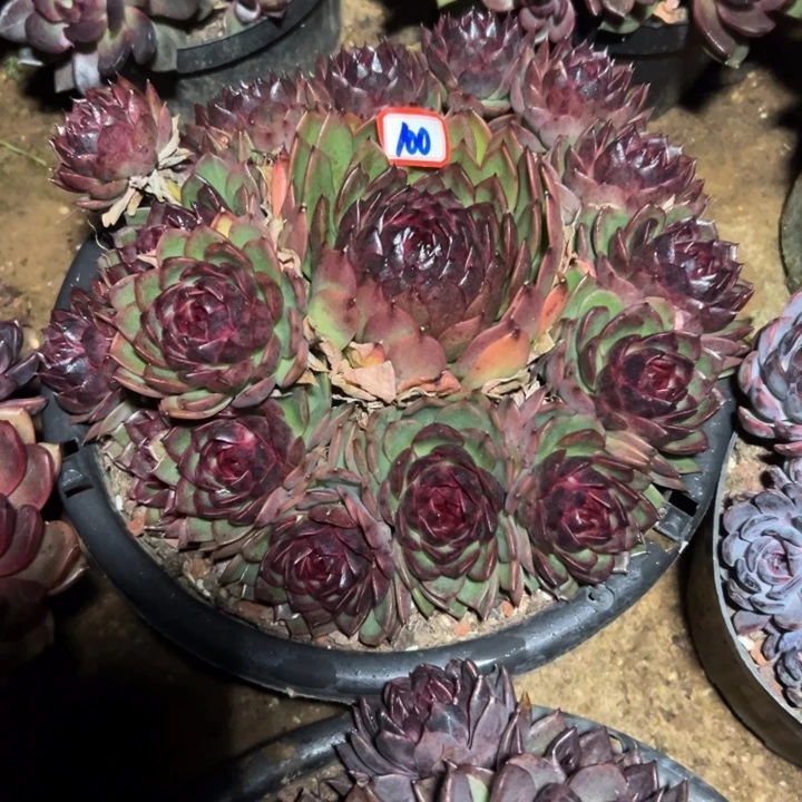 奥***蓬精品多肉植物老桩