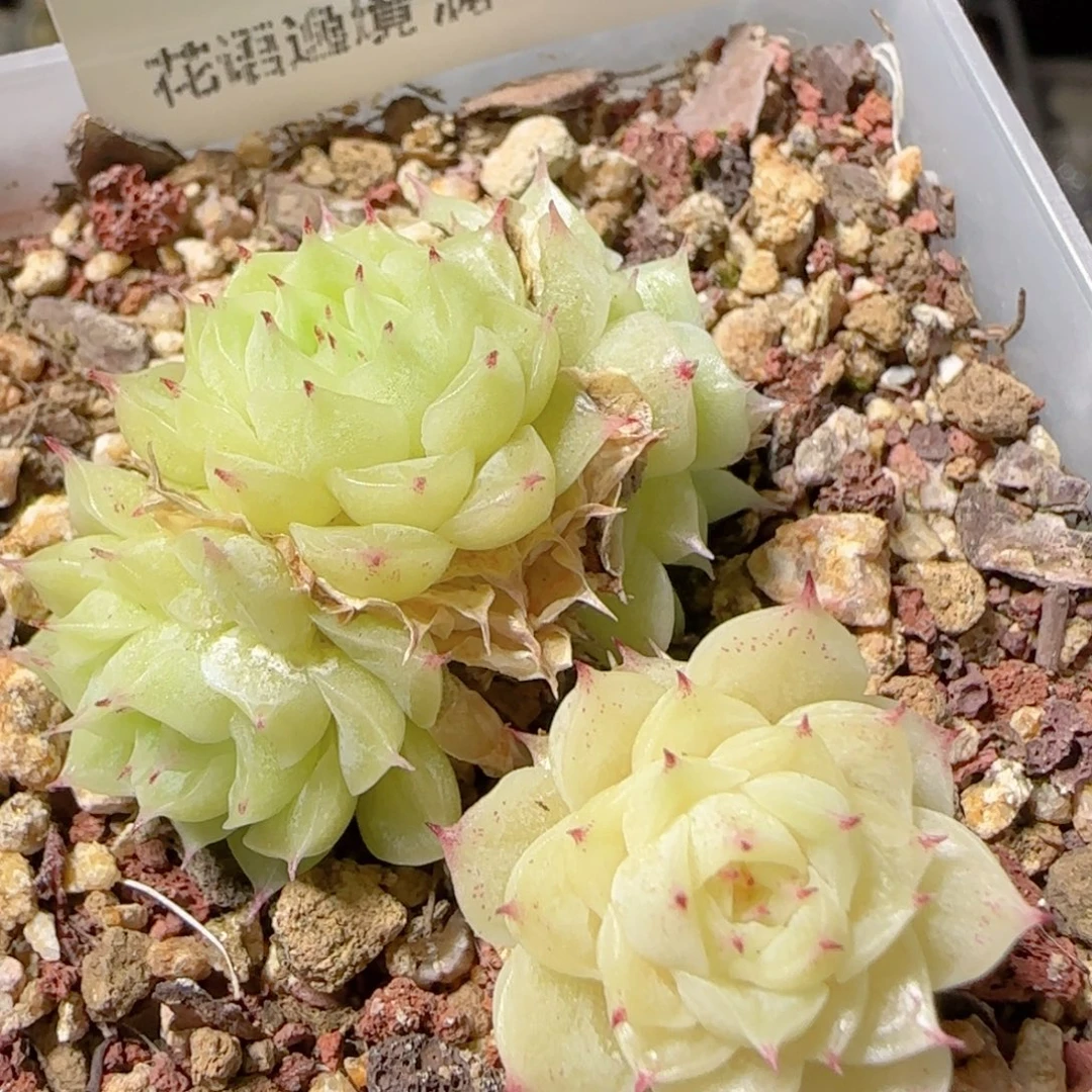 花语逸镜1104-172散
