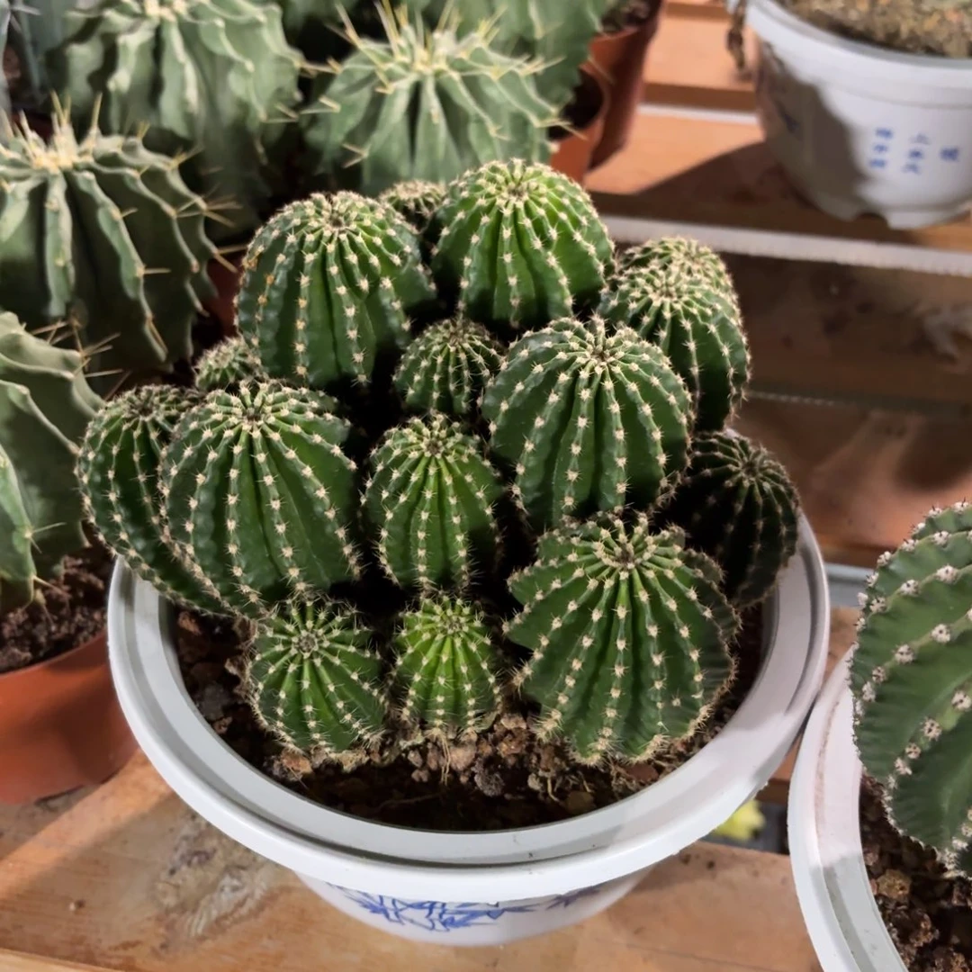 黑金刚仙人球20㎝盆