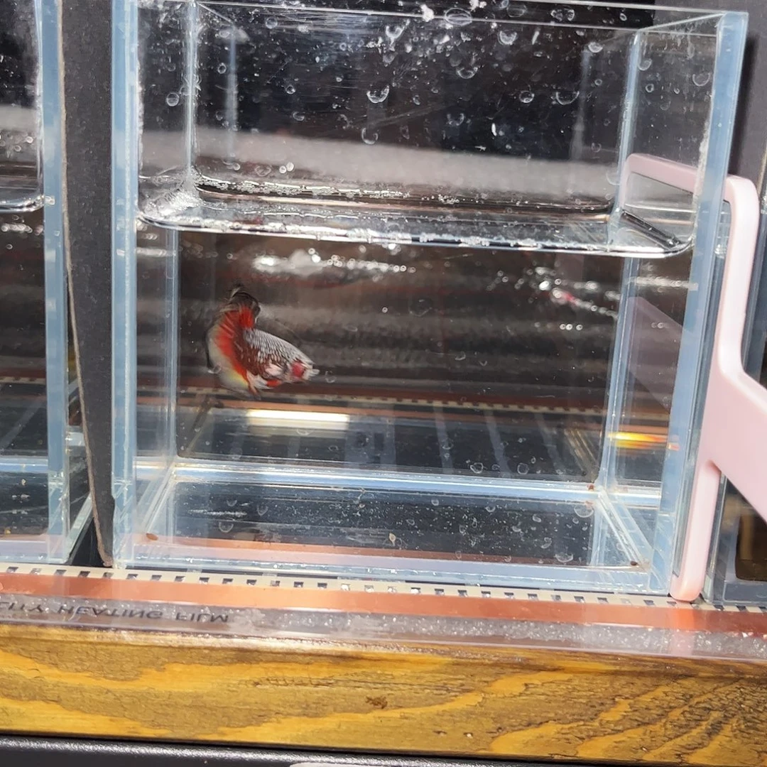 Z***9海水鱼宙斯斗鱼竞拍12-17