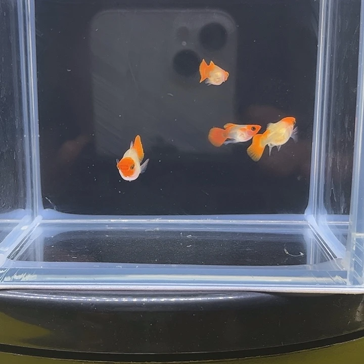 孔雀鱼深海蓝黄化玻璃猫两对