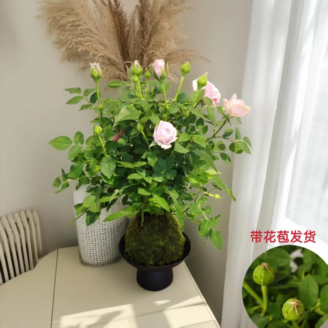 欧月玫瑰苔藓球龙沙宝石月季好养易活开花香高端桌面绿植盆景盆栽