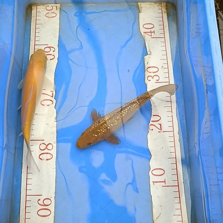 海水鱼顺丰包邮开箱包活3