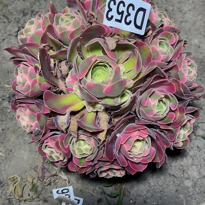 七彩石法师26/1包邮