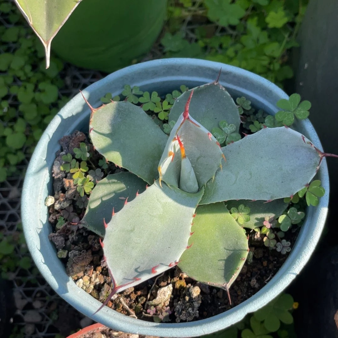 无花朵福克斯龙舌兰