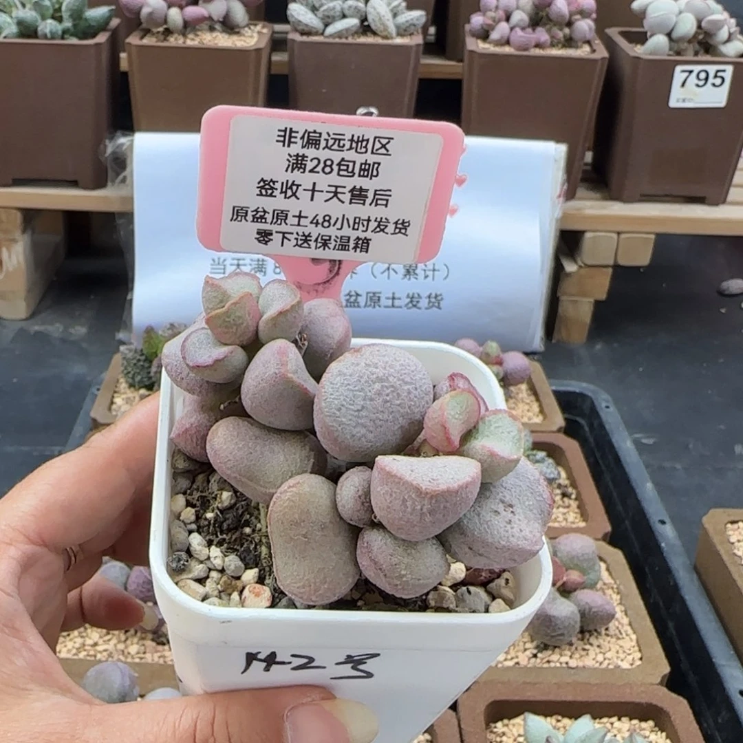 633黛安娜多肉植物微瑕