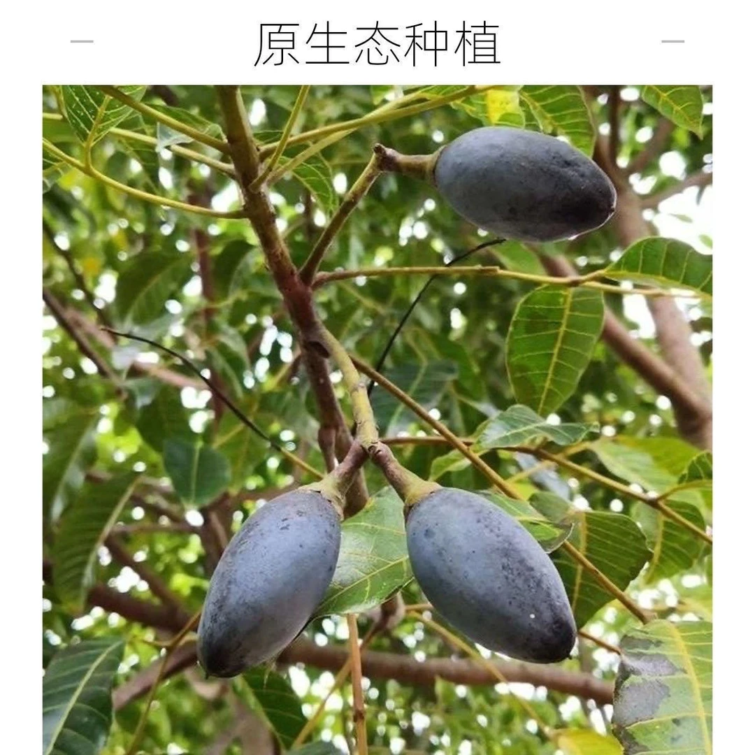 【10斤特大果】精选油揽潮汕新鲜现摘乌榄黑橄榄可腌制农家特产水果