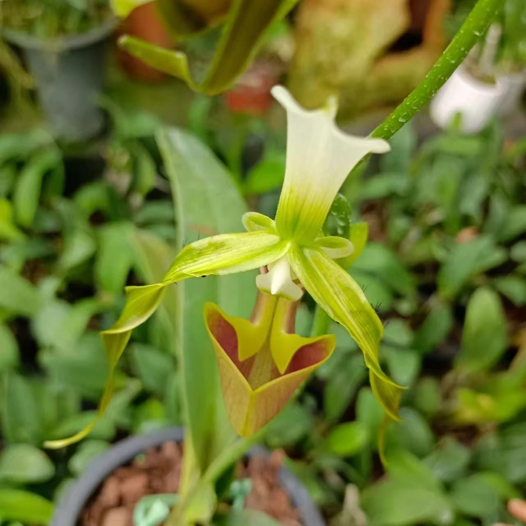 飘带兜兰花卉盆栽绿植新品种花期长居家客厅花朵石斛兰基地直发