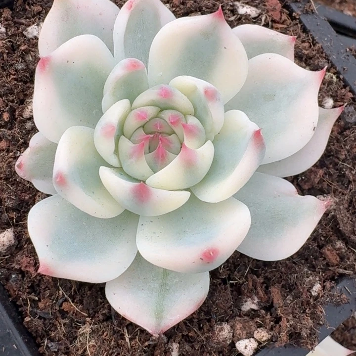 吉娃娃头盖无根好看