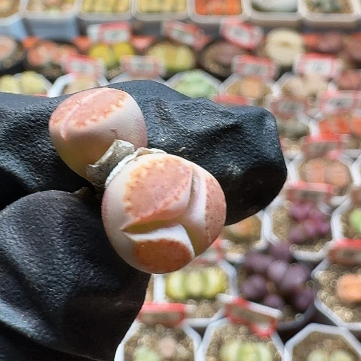 生石花2233:3。  3