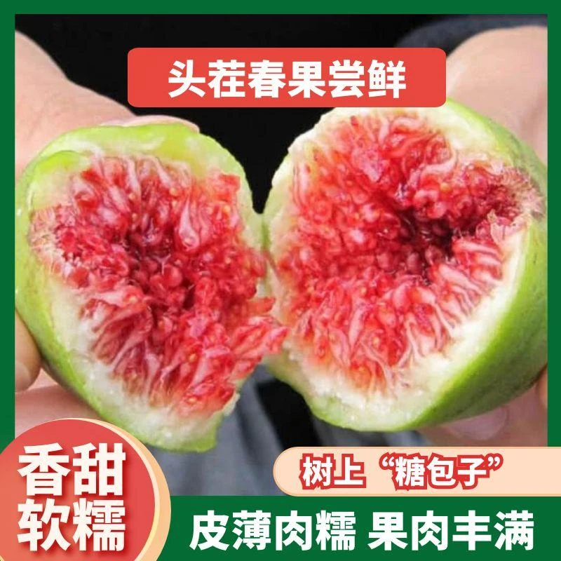 【精品装】威海青皮无花果头茬春果鲜果现摘软糯糖包子