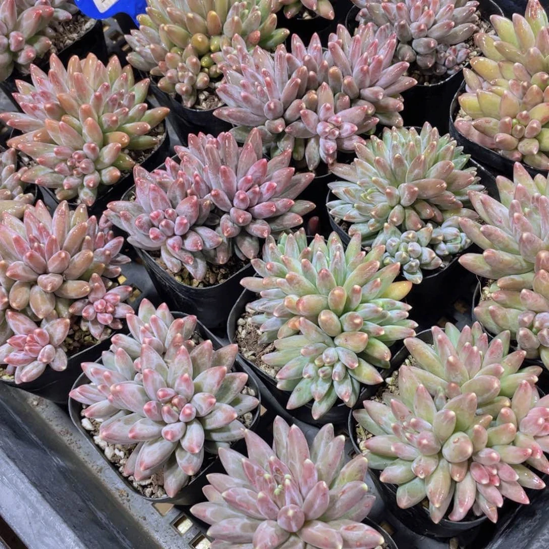 量拍32号 伊卡鲁斯群生四头起一个