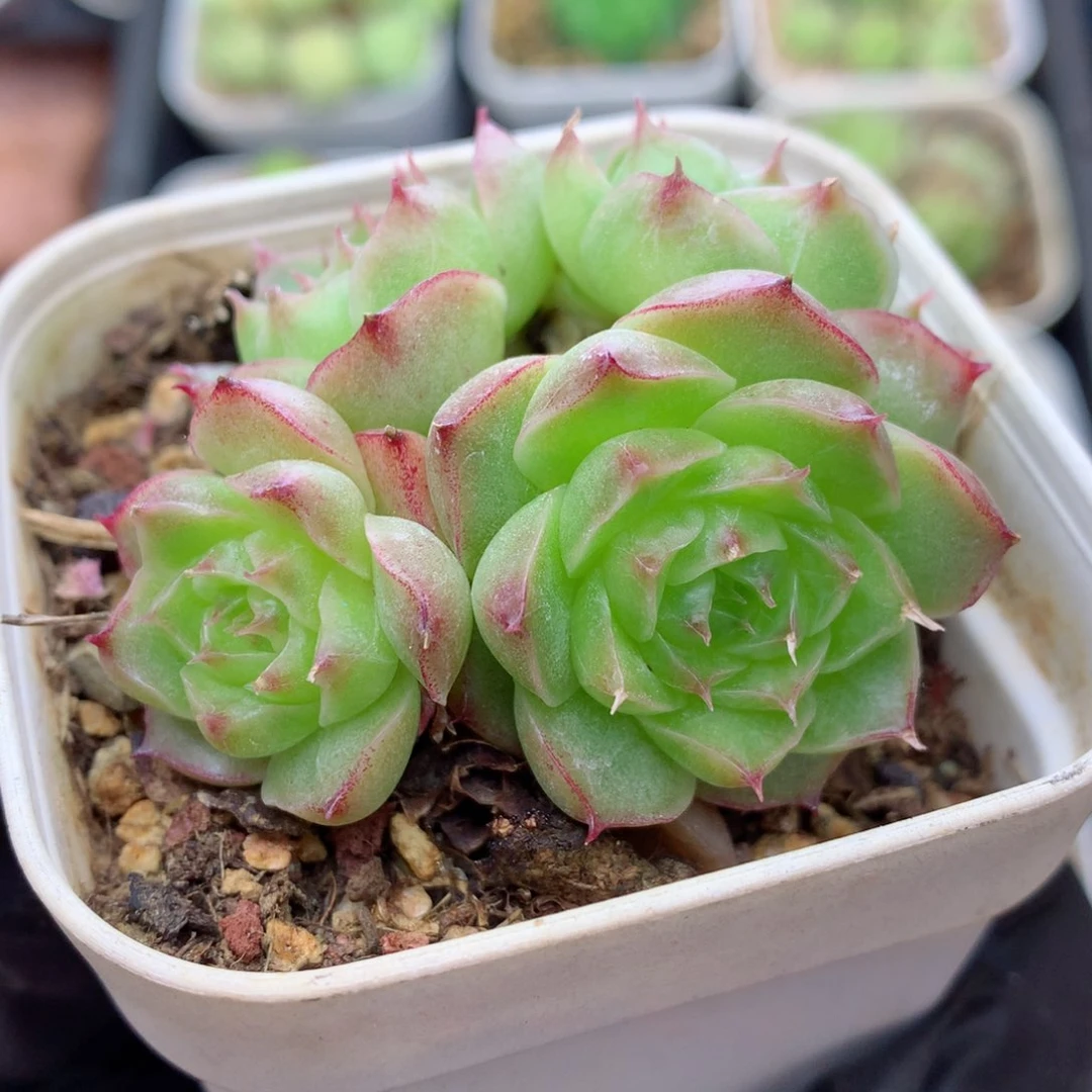 58包邮  群生不包整麦秆群23