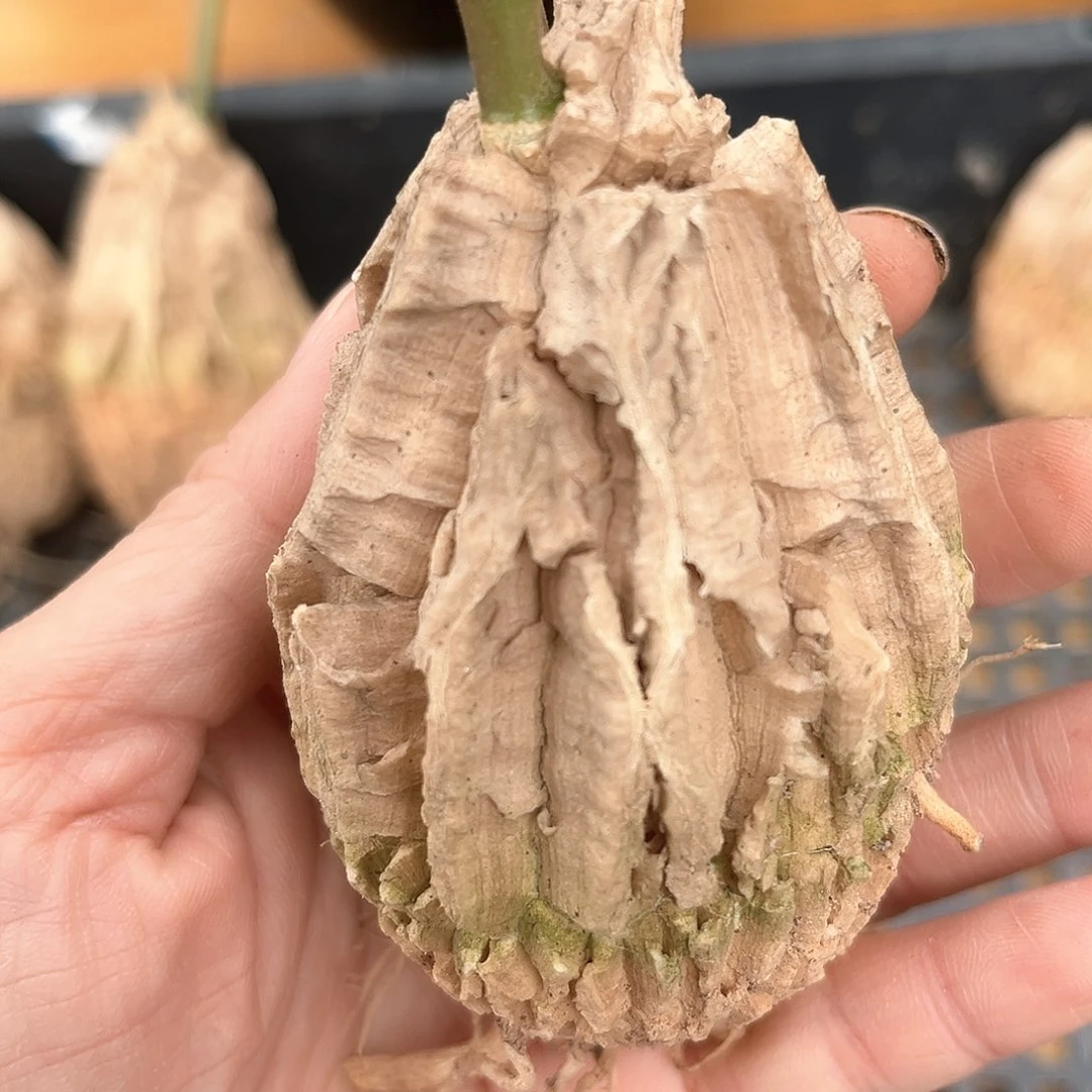 龟甲罗魔5折福利，甲纹均匀