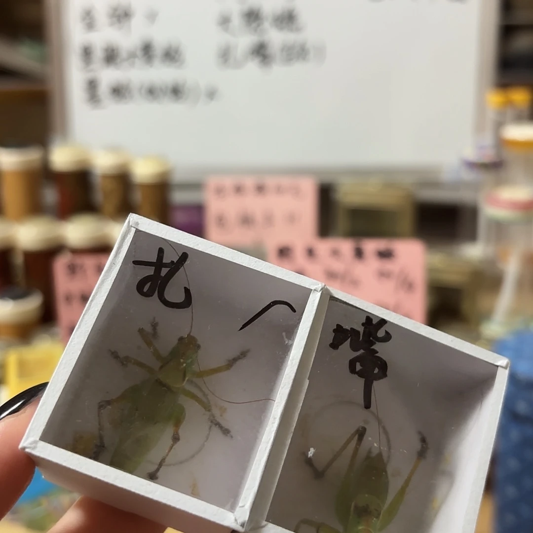 两条扎嘴不包断须尾