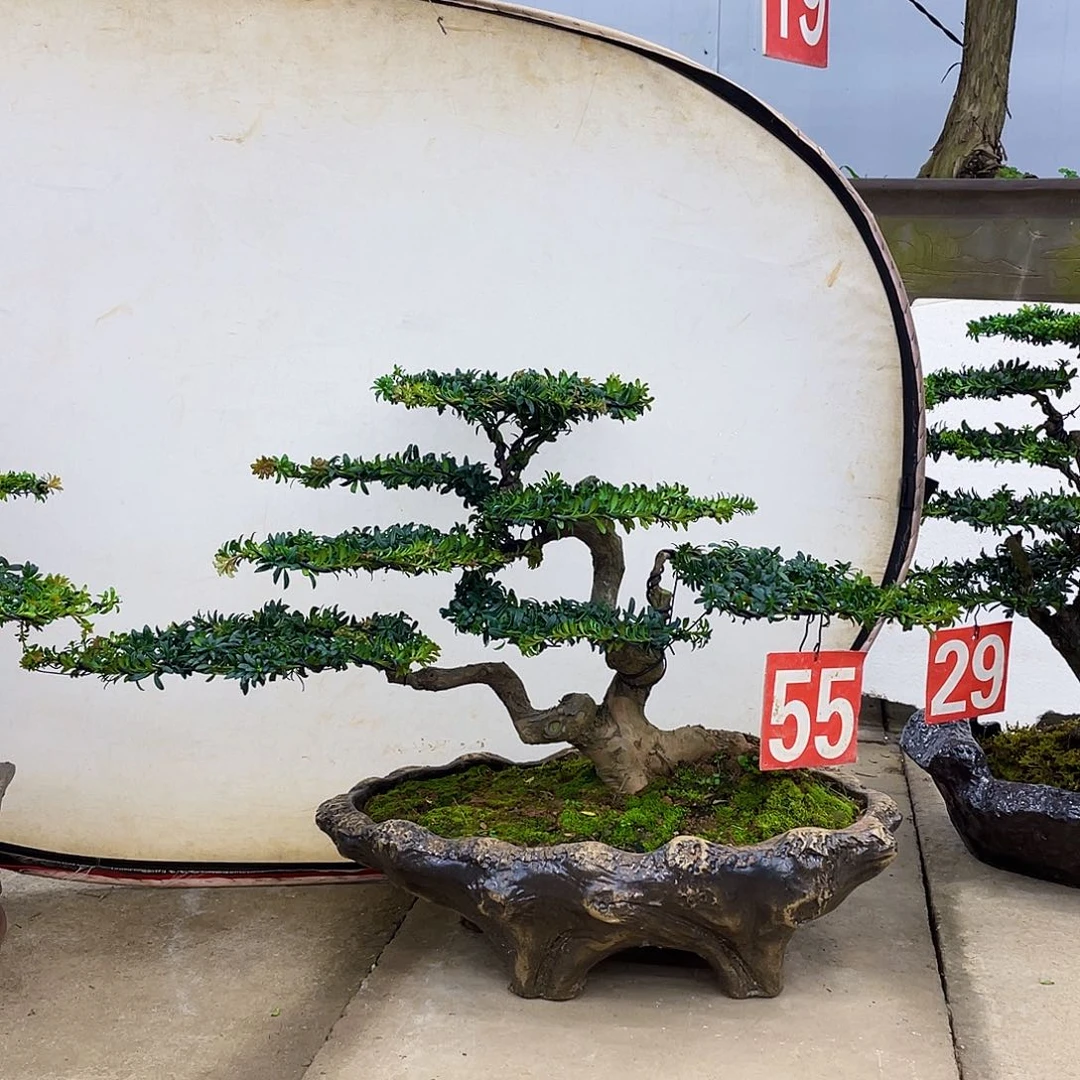 无花朵盆景直播间