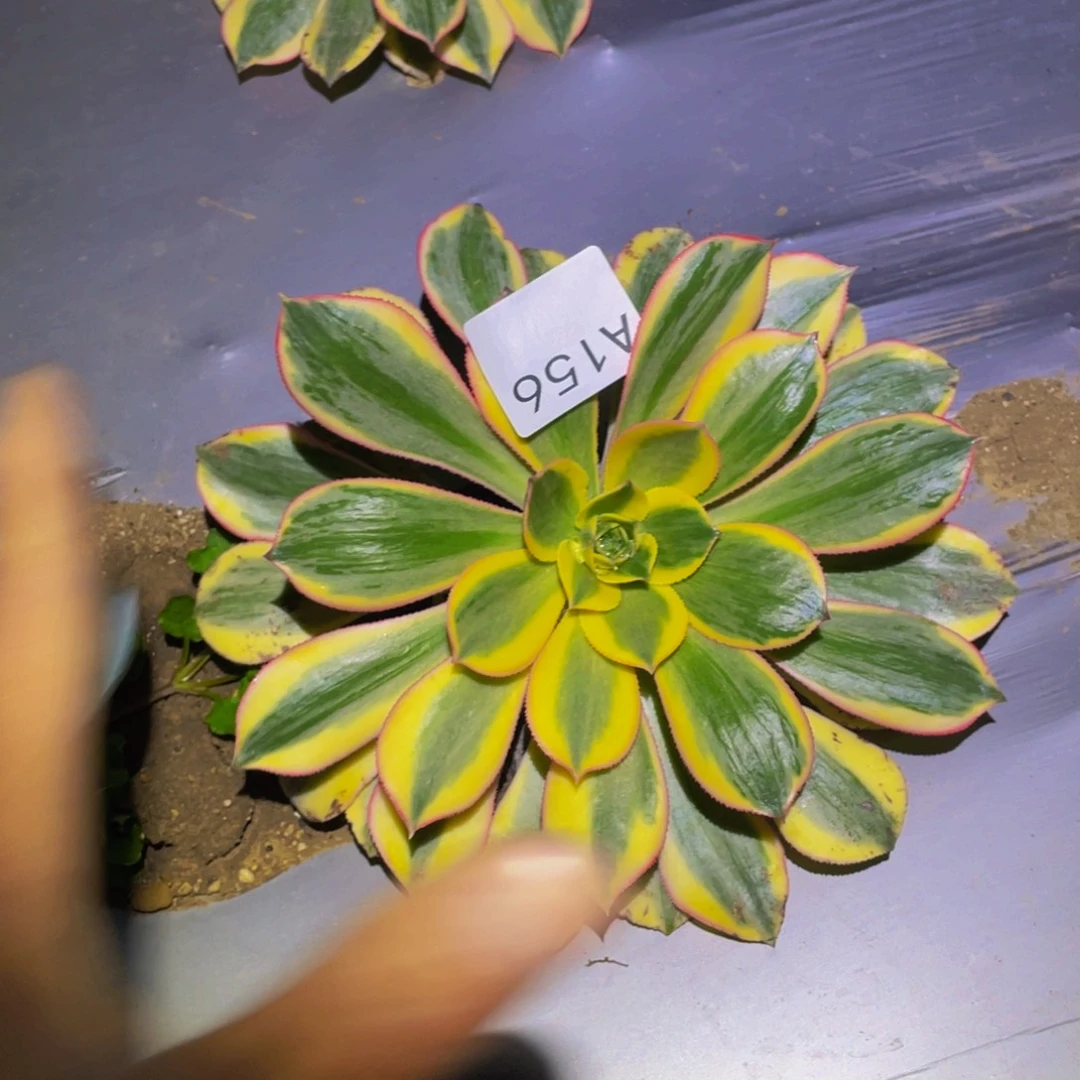 灿烂多肉植物的人156