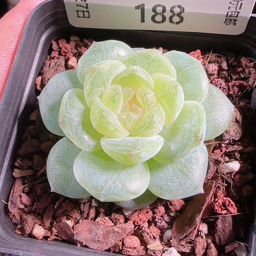 0927-188若梦优选不包整