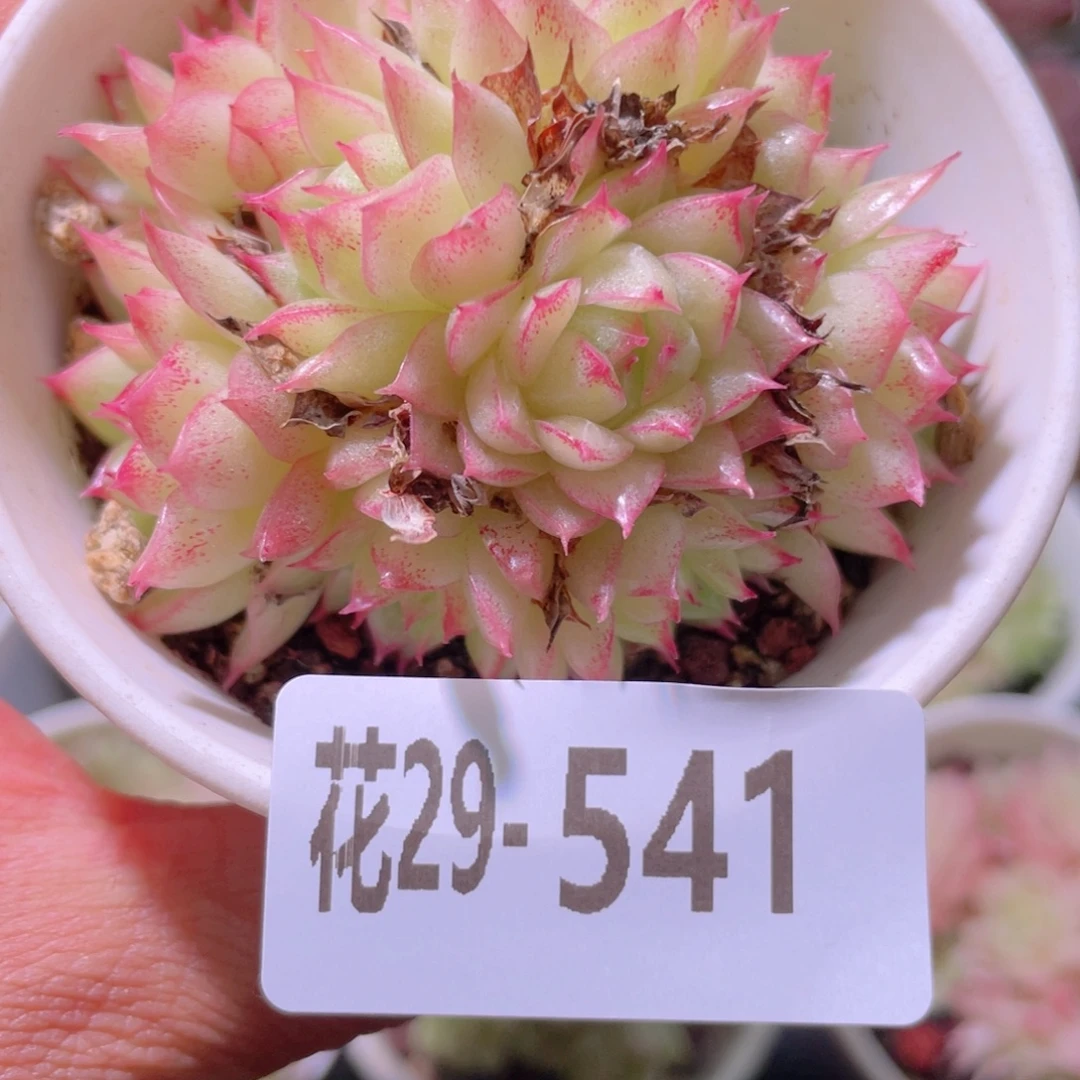 花利美29-541麦秆