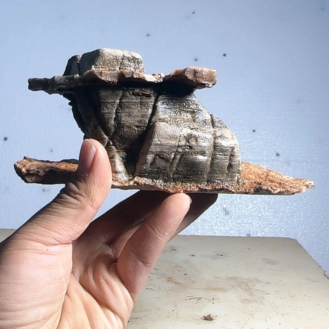 【闪购商品】香榧木张出来吃了一个星期之后还会去