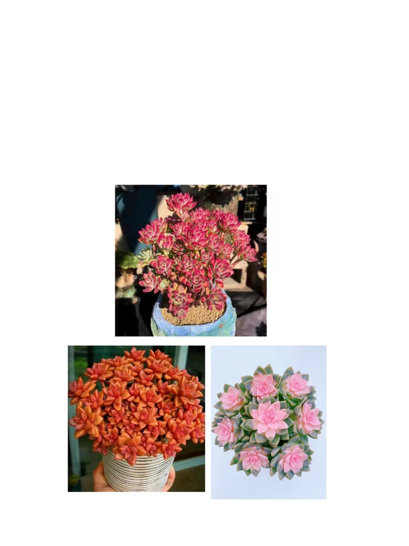 好运连连+樱花锦+小桃红}带盆土发 新手好养活 室内外养 金喜多肉