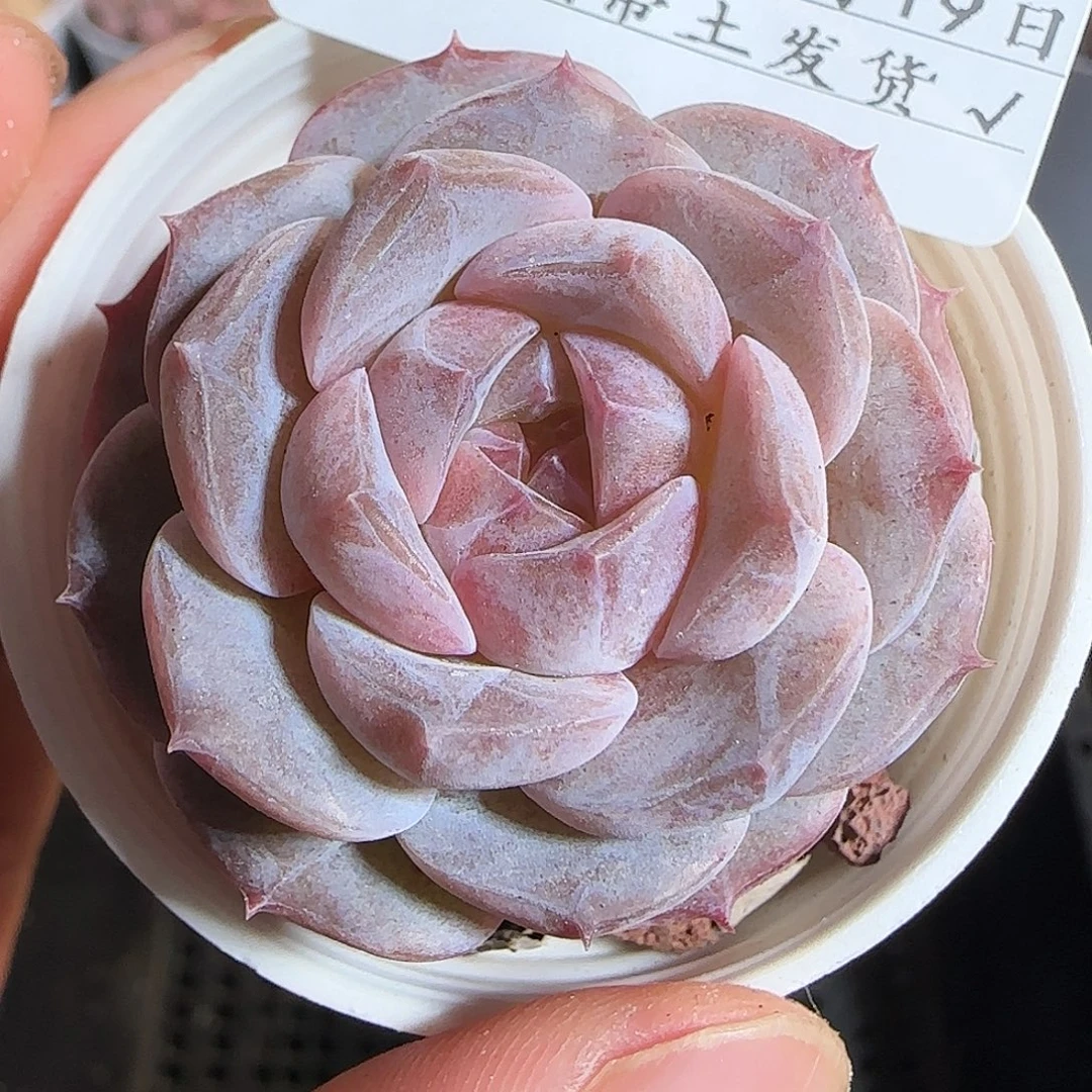 多肉1219-104福利福利