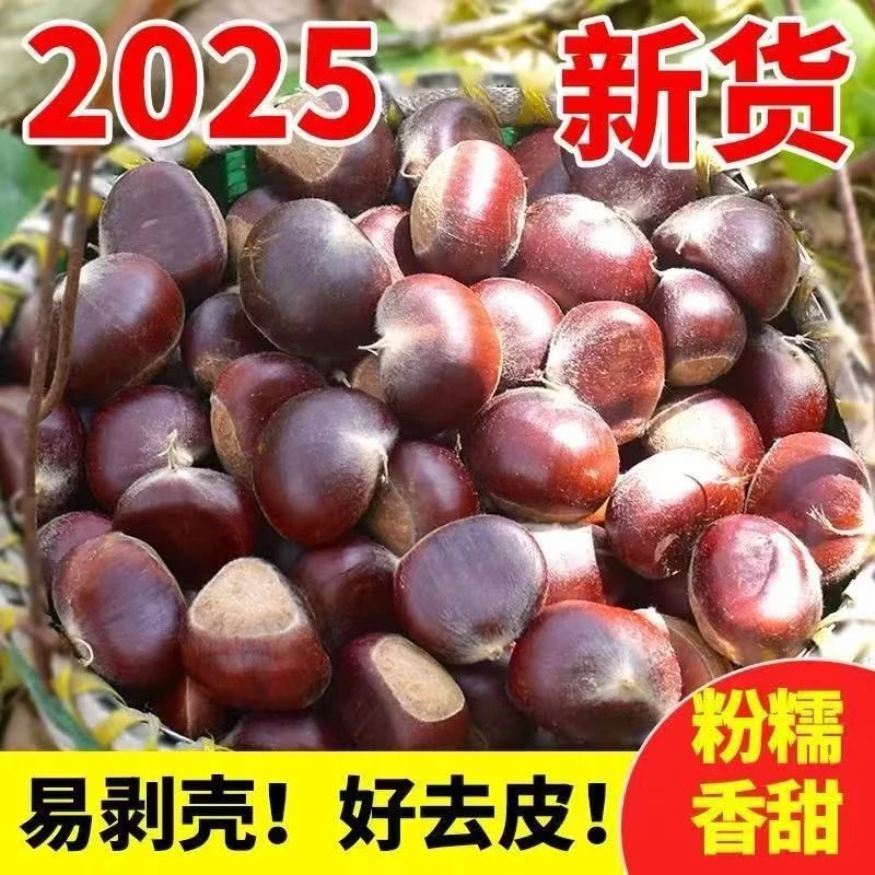 陕西商洛秦岭山野生板栗深山老树新鲜现摘美味生板栗当季零食坚果