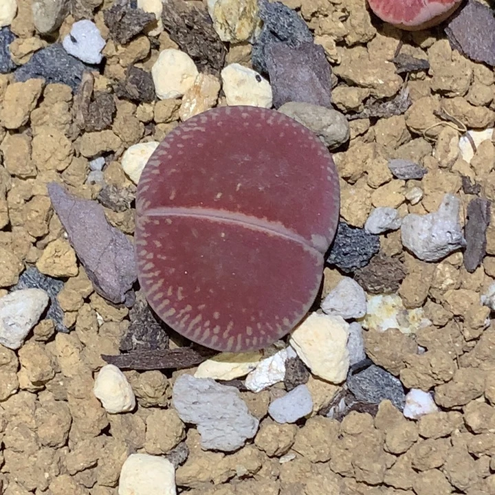 精品多肉植物精品多肉全窗红光阳