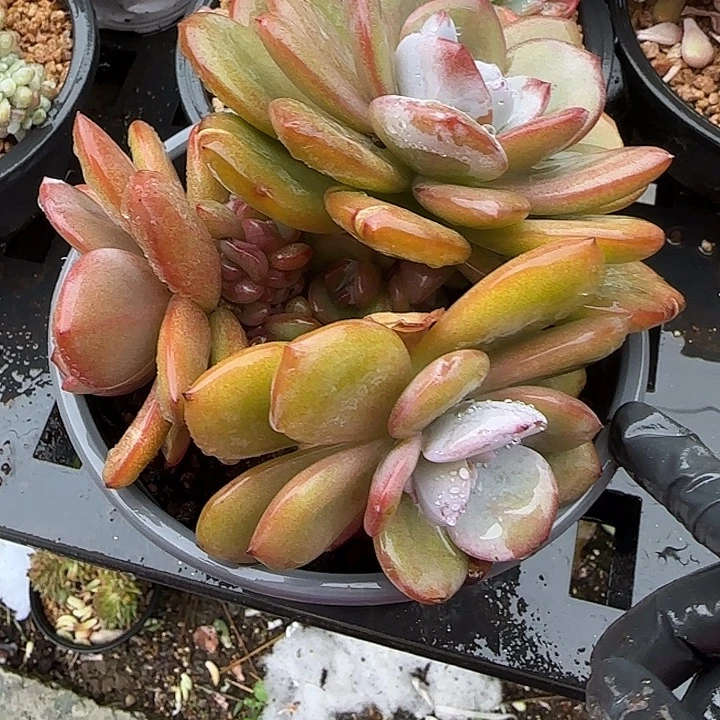 J***4青蛙王子儿童牙膏套装11