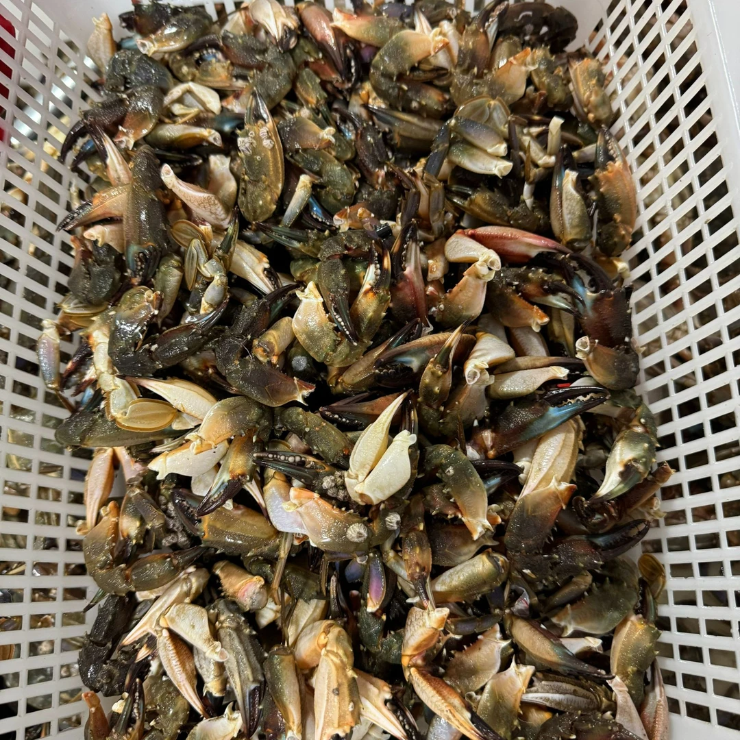 东港当地花盖蟹子钳2斤