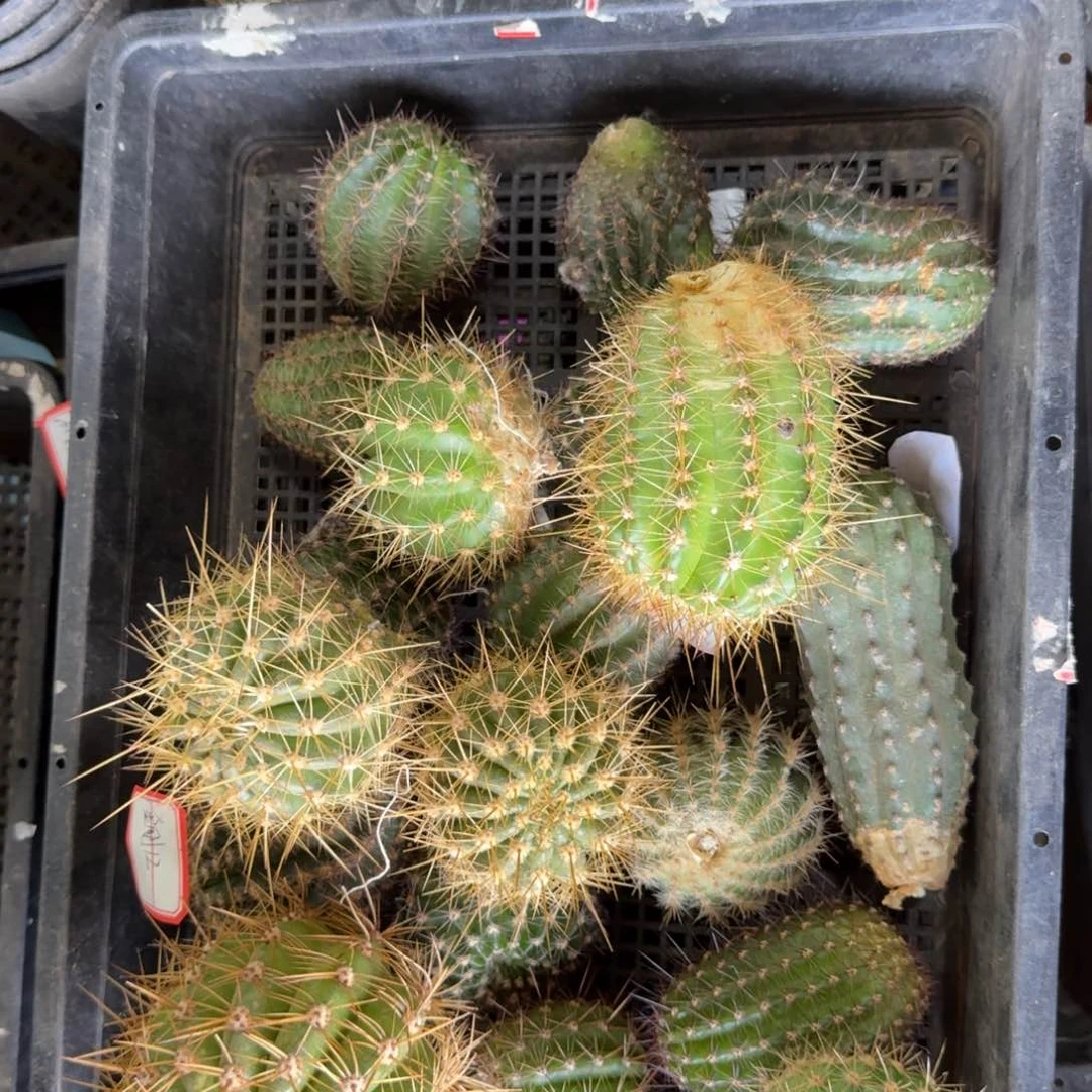 375毛花柱，彩草混品种2个无根侧牙，20包邮