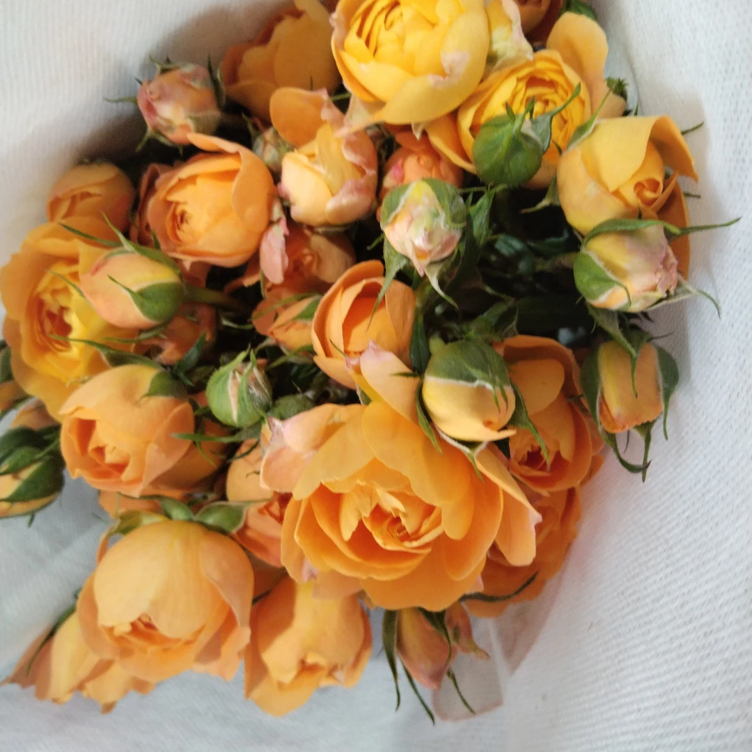 果汁阳台多头玫瑰