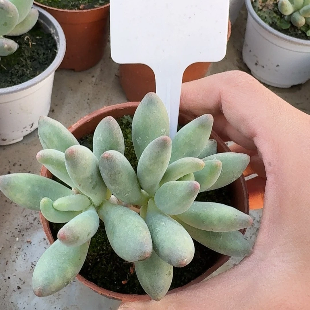 弗奈布00000000000000