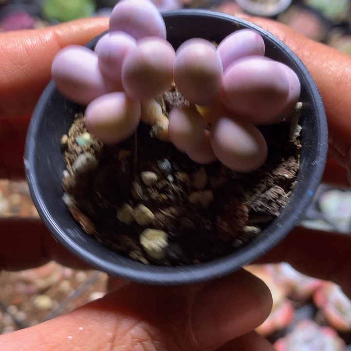 蛋黄奶多肉一物一拍