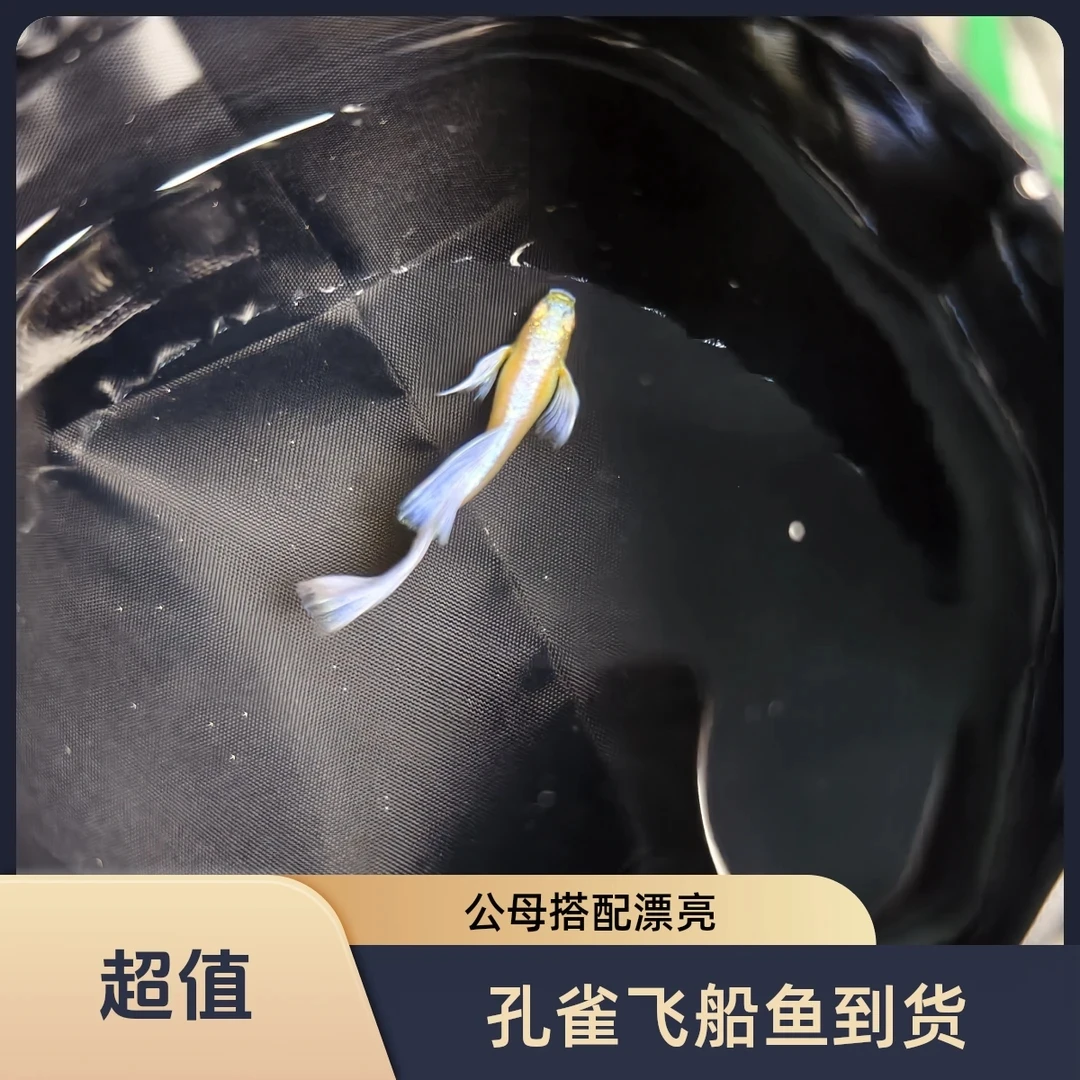 紫白孔雀鱼一公一母，发开箱视频包损入缸不包