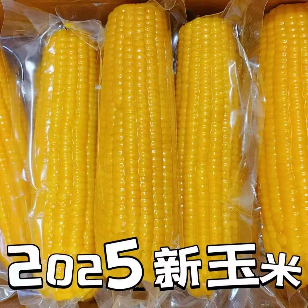 【2025年头茬黄糯玉米】试吃3根 整箱10根 5.5斤 单支270-350g