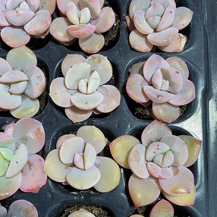 小奶茶1元带土发