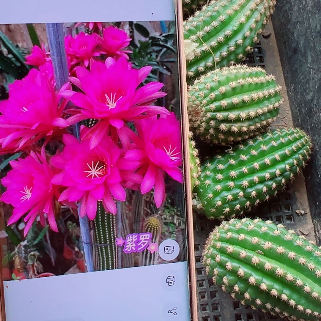 金妞紫罗侧芽000000