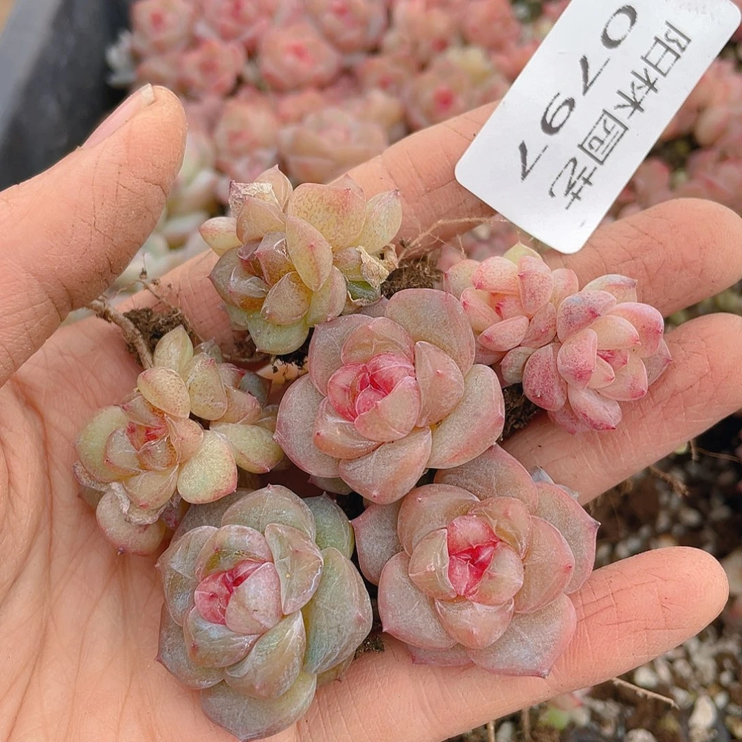 爱***蚁多肉植物多肉植物797