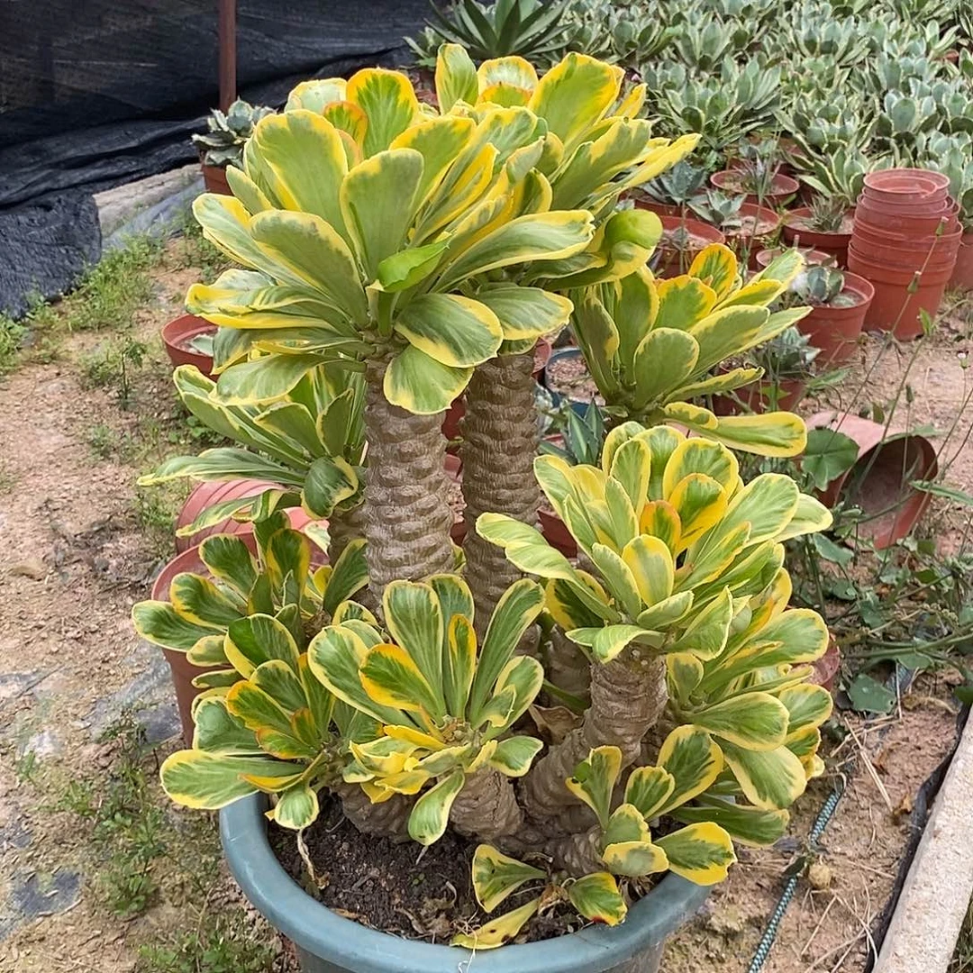 扇贝麒麟锦一物一拍