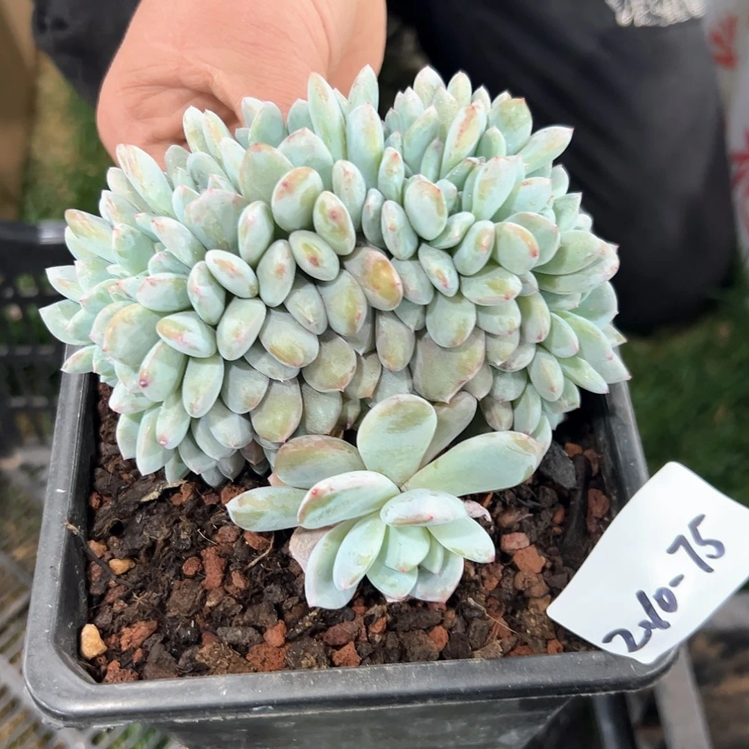 210-75橙子缀化多肉