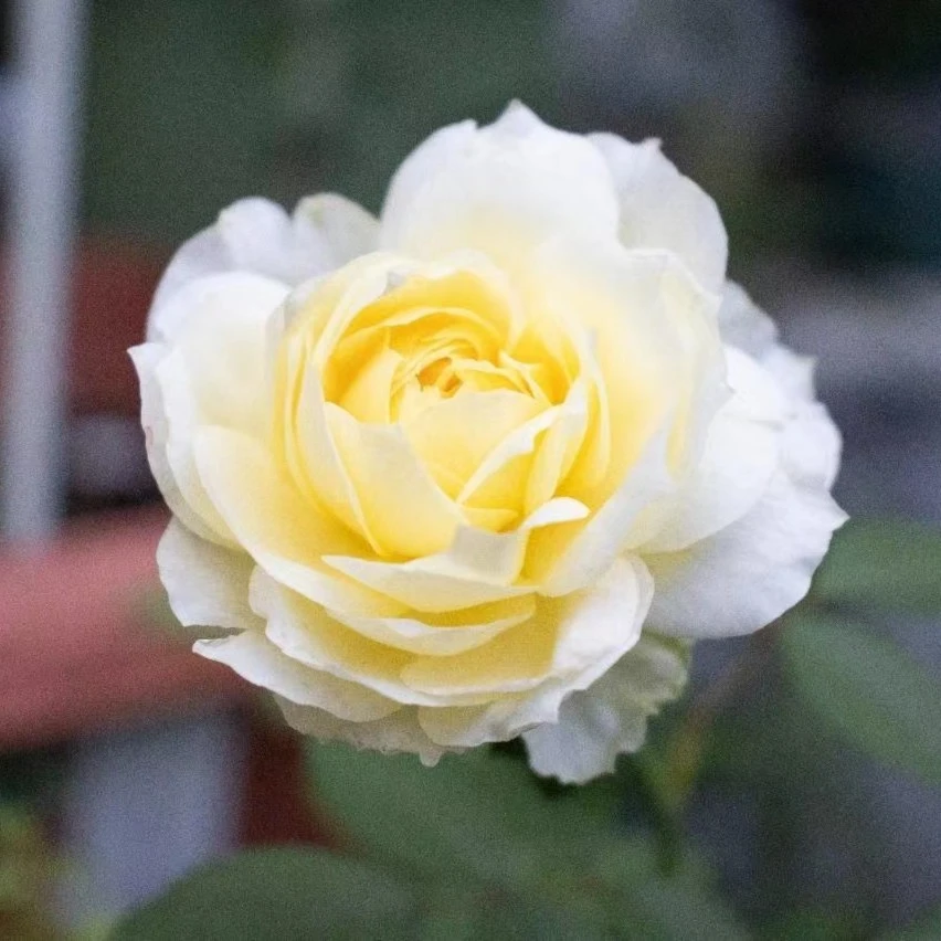 玫瑰大叔 柠檬蛋糕自育 可藤可灌大花勤花丰花  庭院阳台花园种植