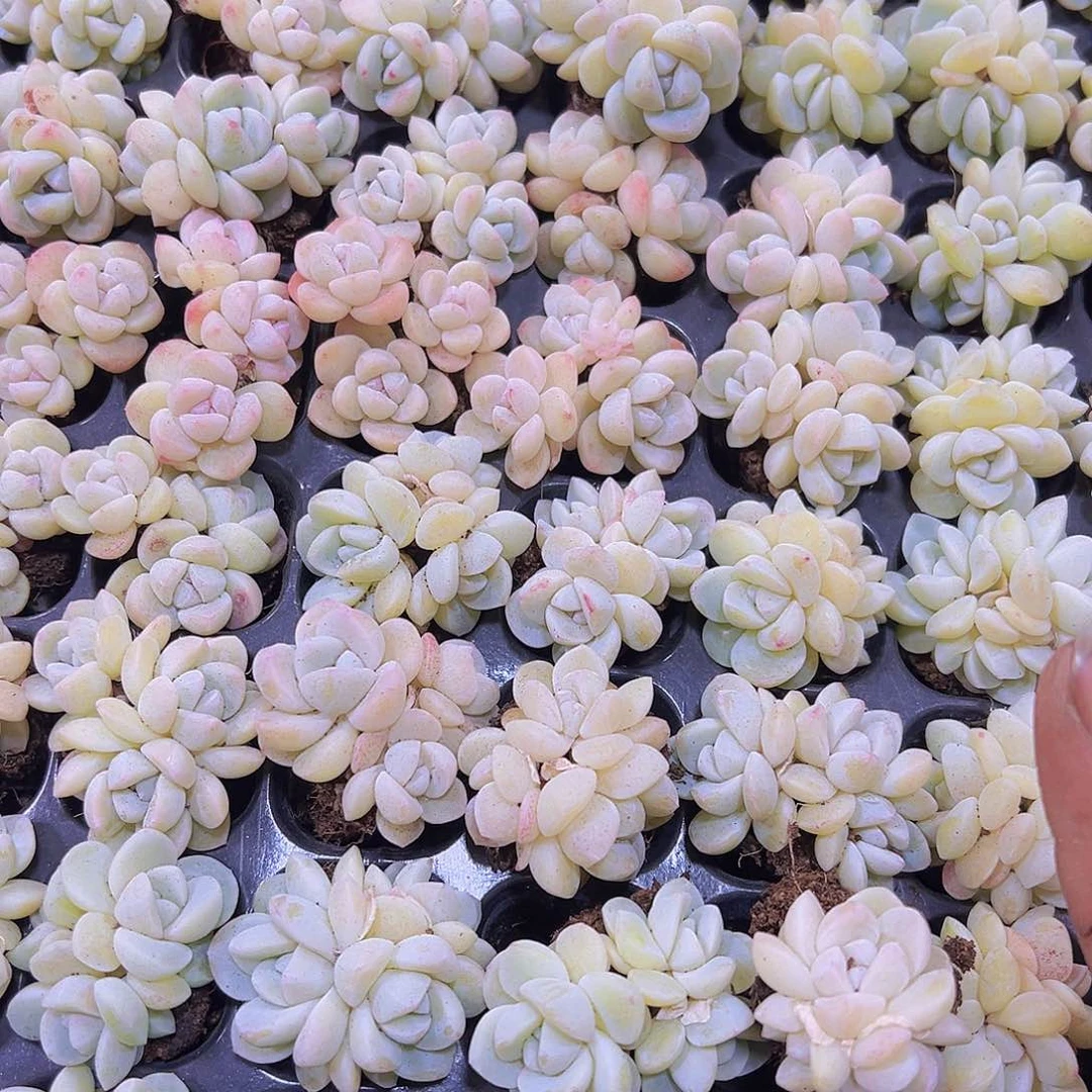 穴盘冰玉群生2个19包邮